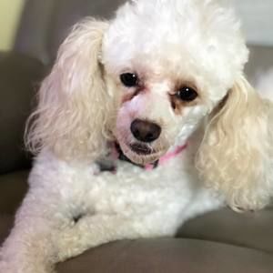 Meet your Posher, Zoey